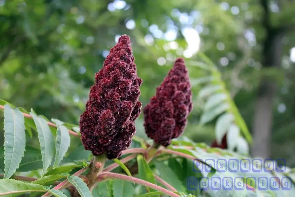 Сумак фрезерованный Bagdat Sumak Somac Sumach Sumaqa Sumoc кислый вкус специй соспед 80 г Rhus Coriaria