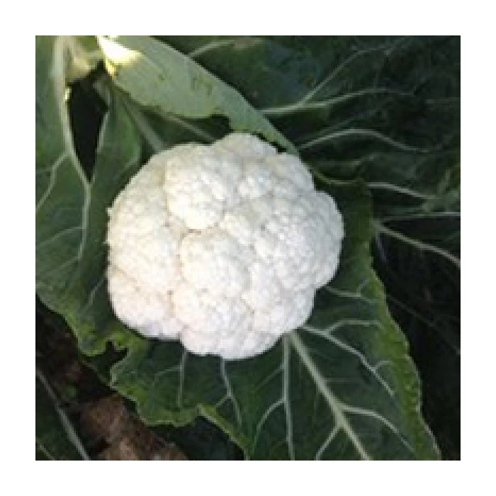 

SV5864AC F1 Karnabahar Tohumu 2.500 Adet