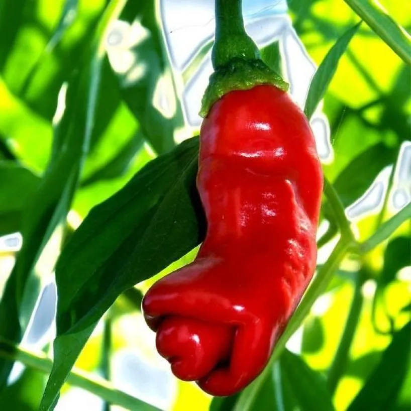 

Семена Перец острый Peter pepper red 5 ШТ