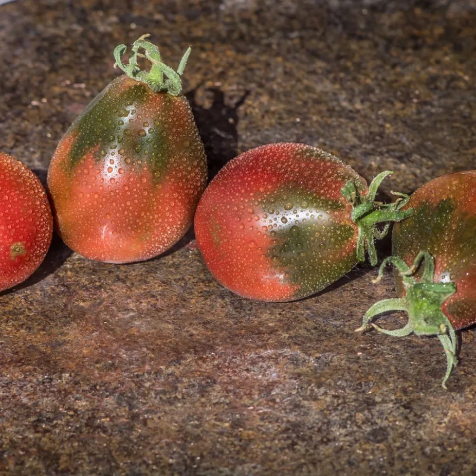 Томат винный кувшин характеристика и отзывы. Томат винный кувшин аэлита. Томаты для открытого грунта аэлита. Сорт томата винный кувшин. Томат ананас мязина.