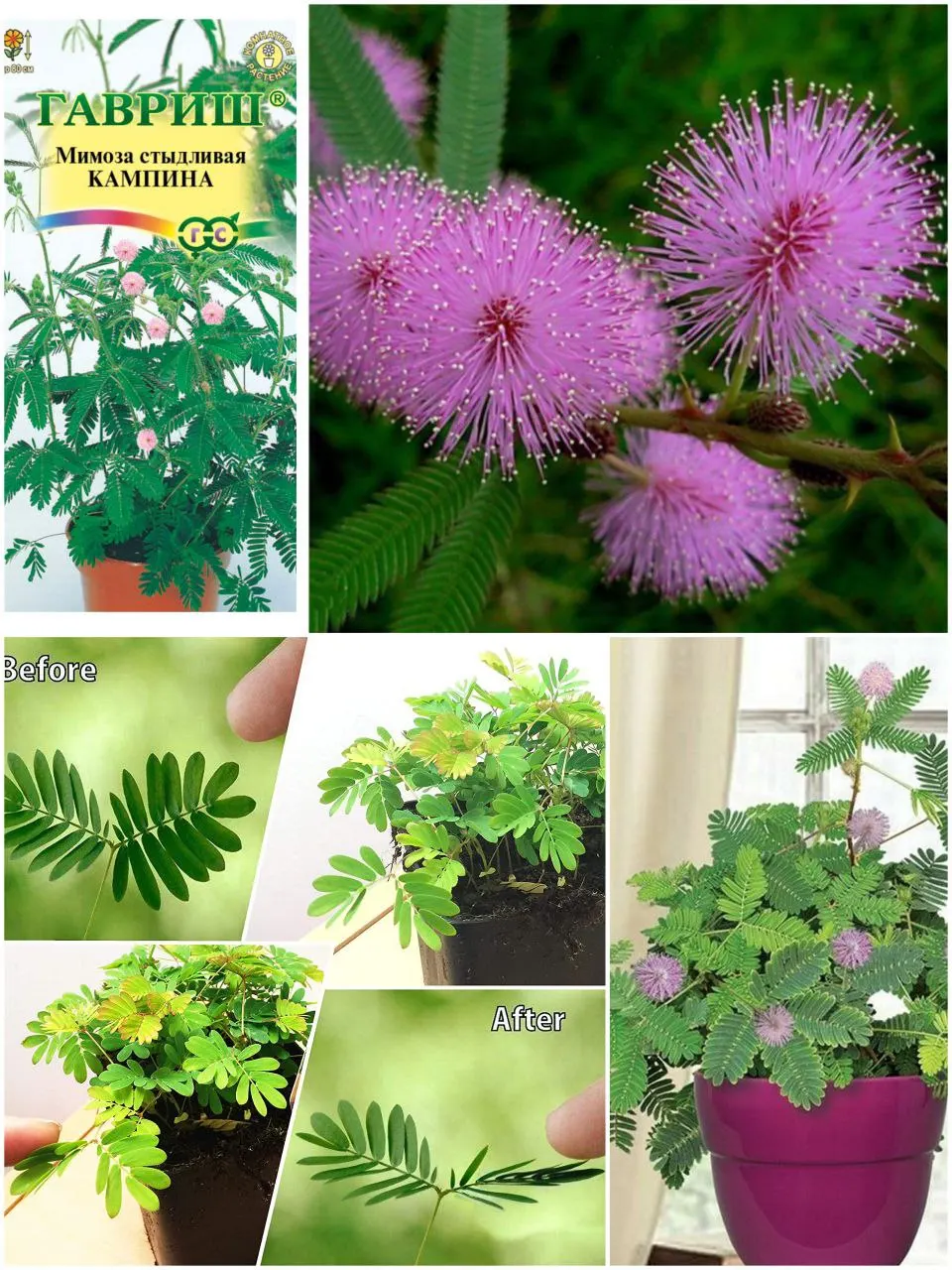 Мимоза Кампина (1 упаковка) Гавриш листья складываются стыдливая семена домашних