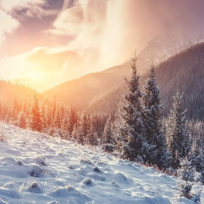 

Curtain Mysterious Winter Landscape of The Carpathian, Ukraine Sunset over Snow Covered Foggy Forest Mountains Scene