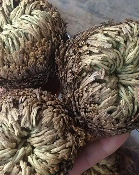 

Selaginella Moss-Spike moss jericho plant resurrection plant 1pcs
