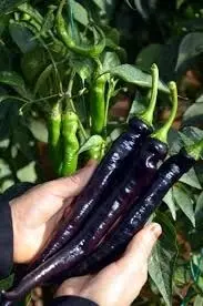 10 шт. редкий горячий черный перец бесплатная доставка | Дом и сад