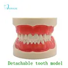 Модель для обучения стоматологии, модель зубов, стандартная модель с 32 винтовыми зубчиками, демонстрационная мягкая резинка