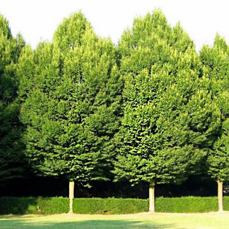 Граб Европейский Carpinus betulus - Семена 25шт + подарок | Дом и сад