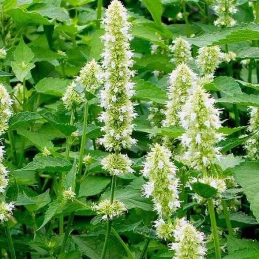 Купить Семена Многолетних Трав В Иркутской Области