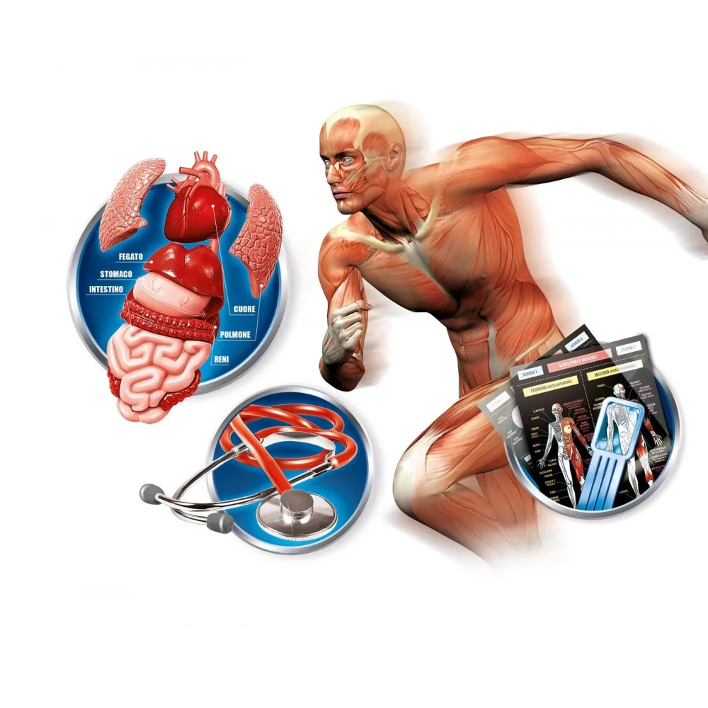 The Human Body Science &amp Game Clementoni | Игрушки и хобби