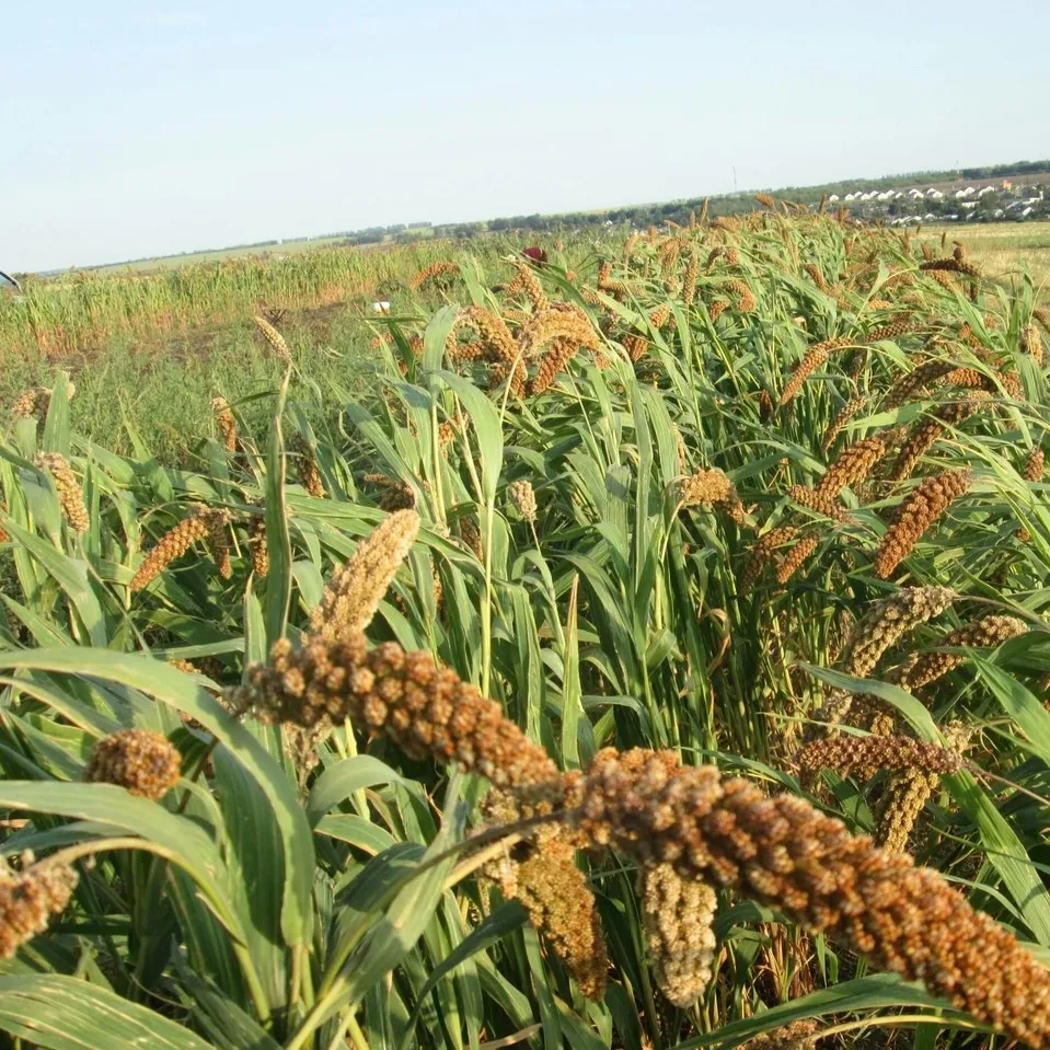 Чумиза (могар, просо головчатое). Просо обыкновенное. Чумиза (setaria italica). Просо (panicum miliaceum). Просо посевное.