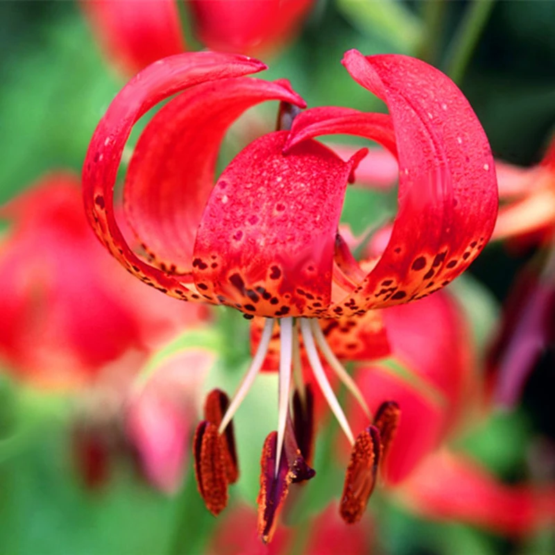 Saranka- (Lilium martagon) -Fresh seeds 5 PCS + Gift | Дом и сад