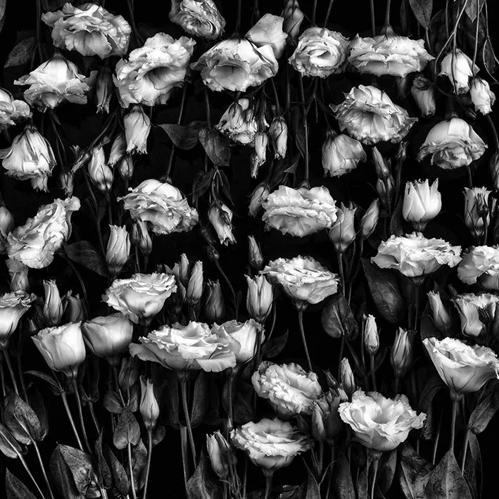 

Curtain Rose Flowers Romantic Classic Blossoms on Dark Background Decorative Black White