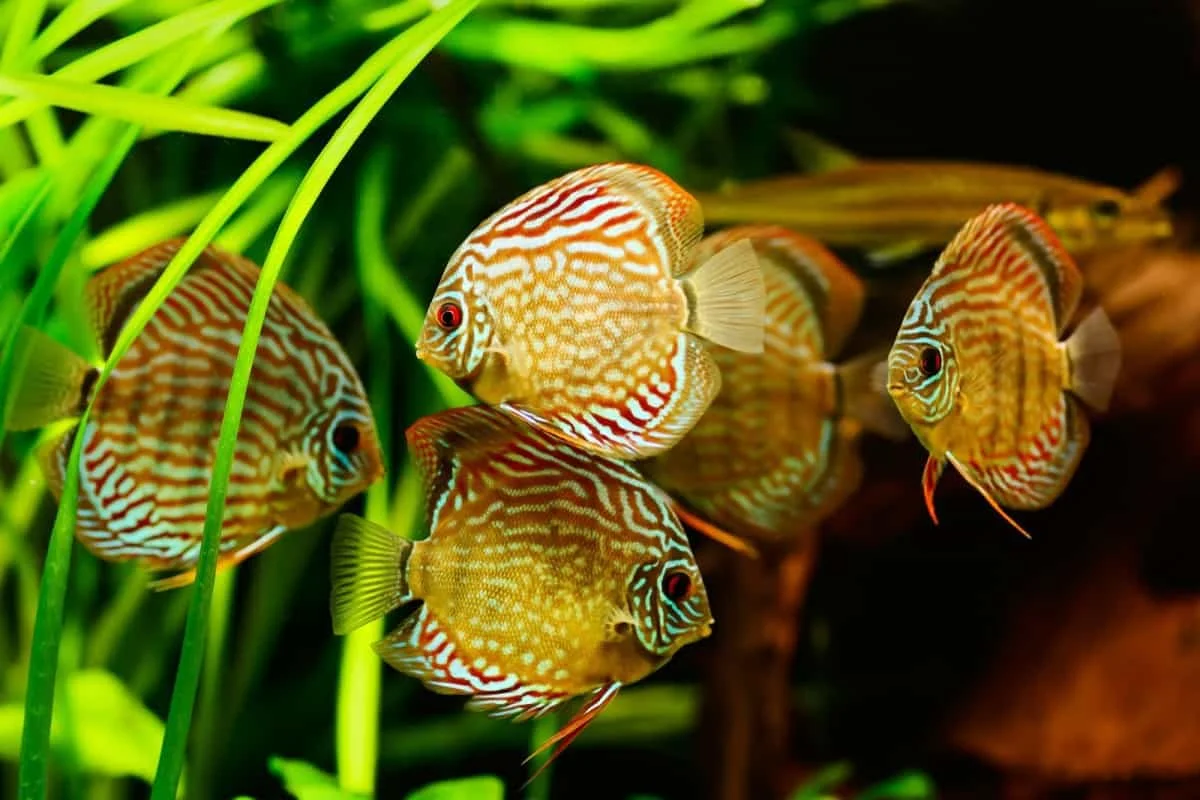 250 г корм в виде хлопьев тетрамина разделитель от корма для рыбы ведре | Дом и сад