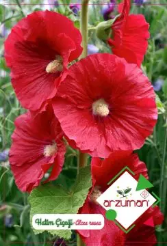 

Hatim Flower Seed 50 Pcs