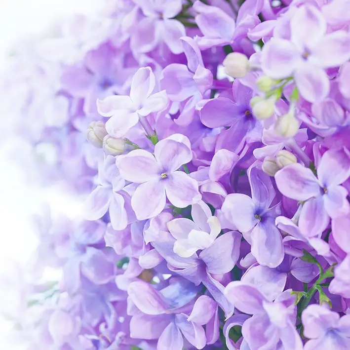 

Curtain Lilac Flowers Sunny Spring Day Garden View Romantic Blossom Bouquet Photo Purple White