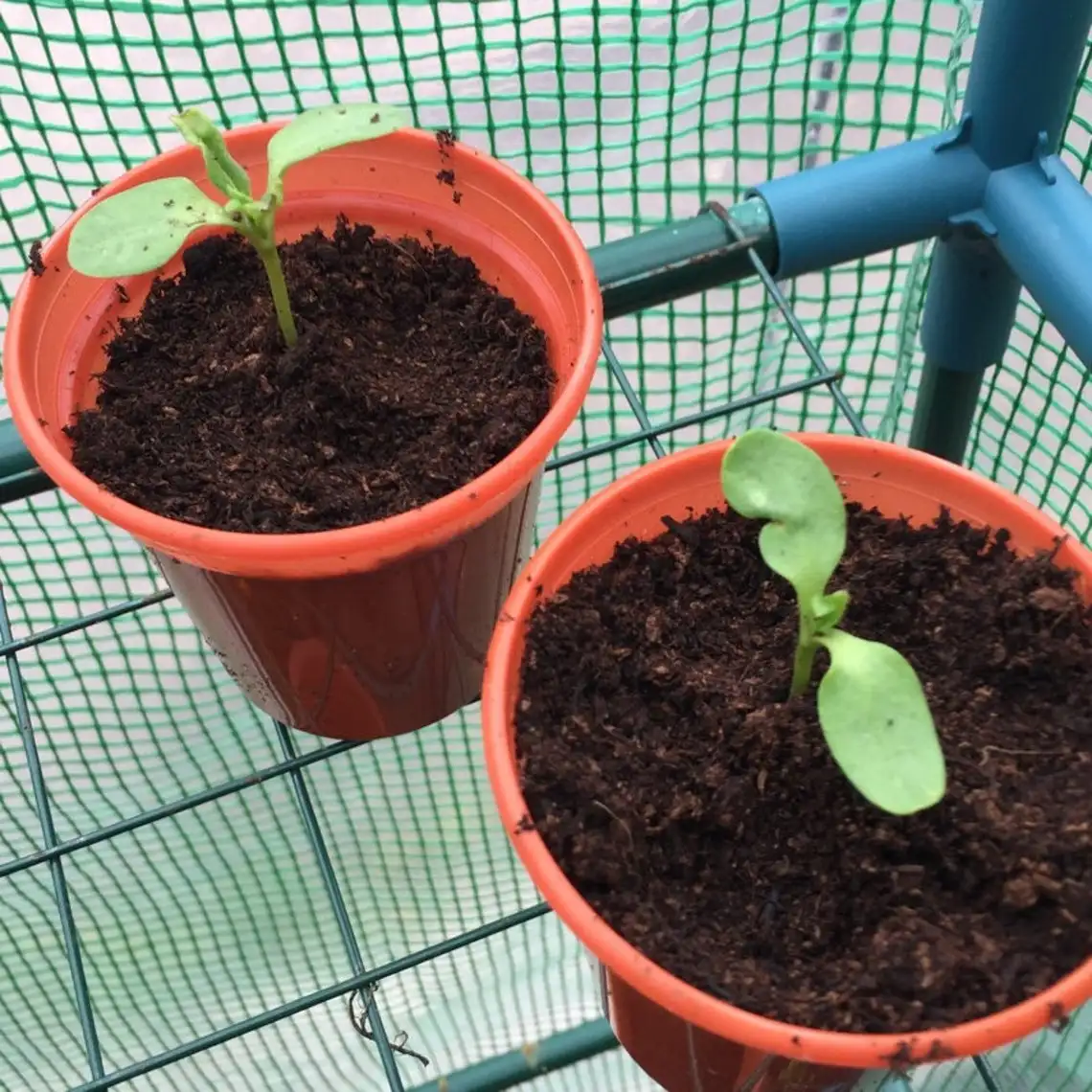 рассада декоративного подсолнуха. росток подсолнуха. подсолнух санспот. рассада подсолнечника. рассада подсолнуха.