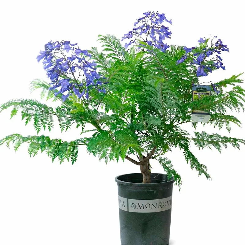 ЖАКАРАНДА комнатное растение семена цветы |