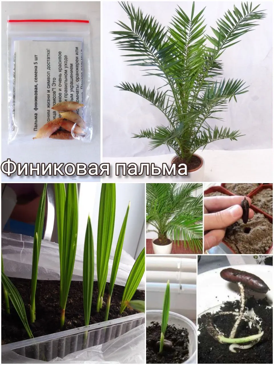 Финиковая пальма семена (1 упаковка 5 семян) домашнее комнатное растение