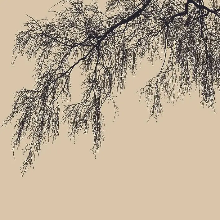 Занавеска для душа Высокая береза старые ветви силуэт лес природа бежевый и