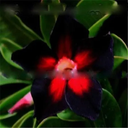 АДЕНИУМ Adenium Obesum Desert Rose BLACK INDEPENDENT семена цветы |