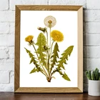 Обычный цветочный принт одуванчика, винтажный травяной ботанический постер, настенная Картина на холсте, цветочное растение, картина для гостиной, домашний декор