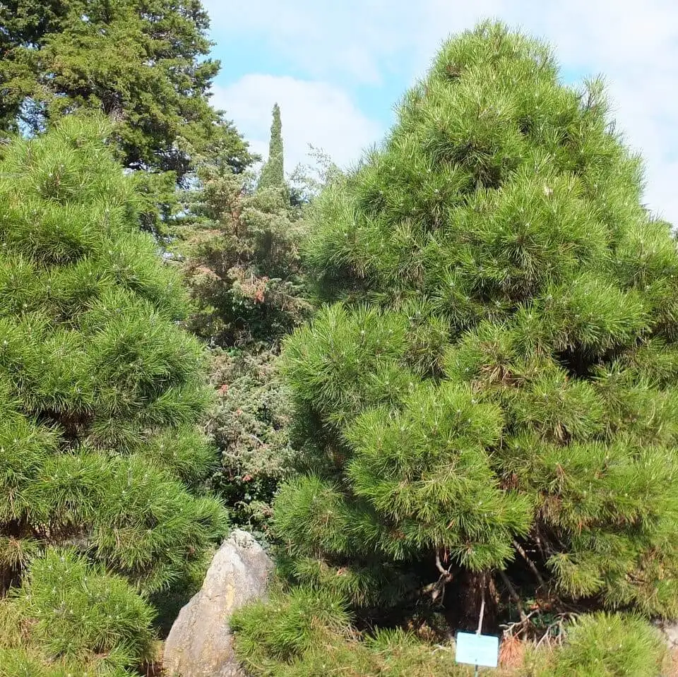 Хвойные крыма. Сосна Палласа Крымская. Сосна Крымская (Pinus pallasiana). Pinus nigra Крымская сосна. Сосна Крымская Фиолент.