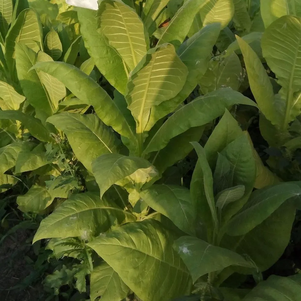 Семена Табака Купить Цена