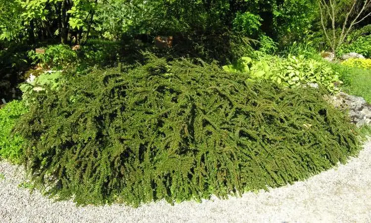 Кизильник горизонтальный (Cotoneaster horizontalis) семена 20 шт. + подарок | Дом и сад