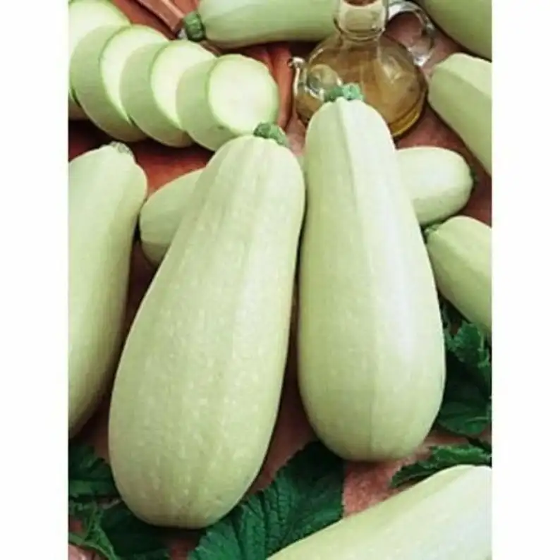 Кабачок Белоплодный - ( лат. Cucurbita Pepo var. giraumonas ) СЕМЕНА 50шт + подарок купить по