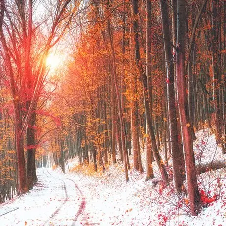 

Curtain Sunlight Breaks Through Autumn Leaves of Trees Winter Days Snow Covered Forest Nature Photo