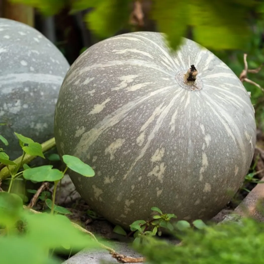 тыква "крупноплодная волжская 92" (6шт). тыква волгоградская серая. тыква волжская серая 92. тыква сорт серая волжская. сорта тыква волжская серая 92.