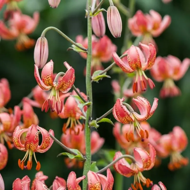Saranka- (Lilium martagon) -Fresh seeds 5 PCS + Gift | Дом и сад