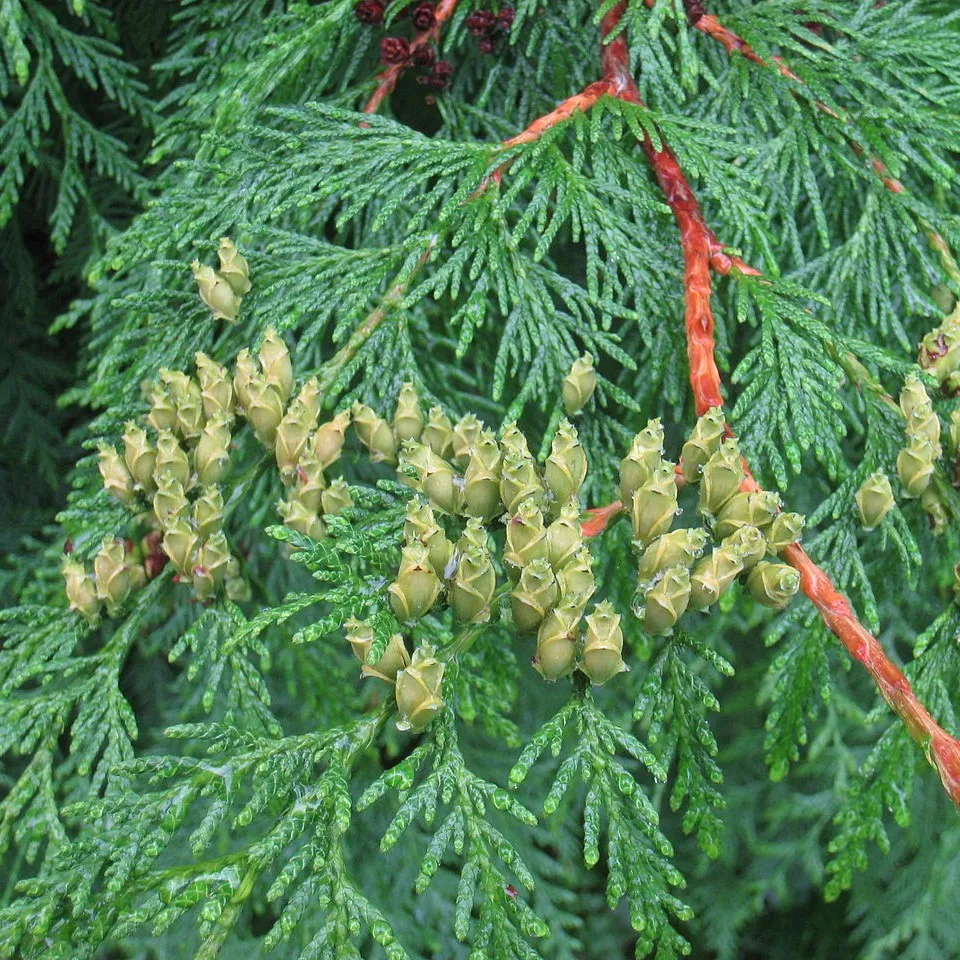 Туя западная цветение. Thuja plicata. Туя складчатая шишки. Туя складчатая гигантская. Туя Западная шишечки