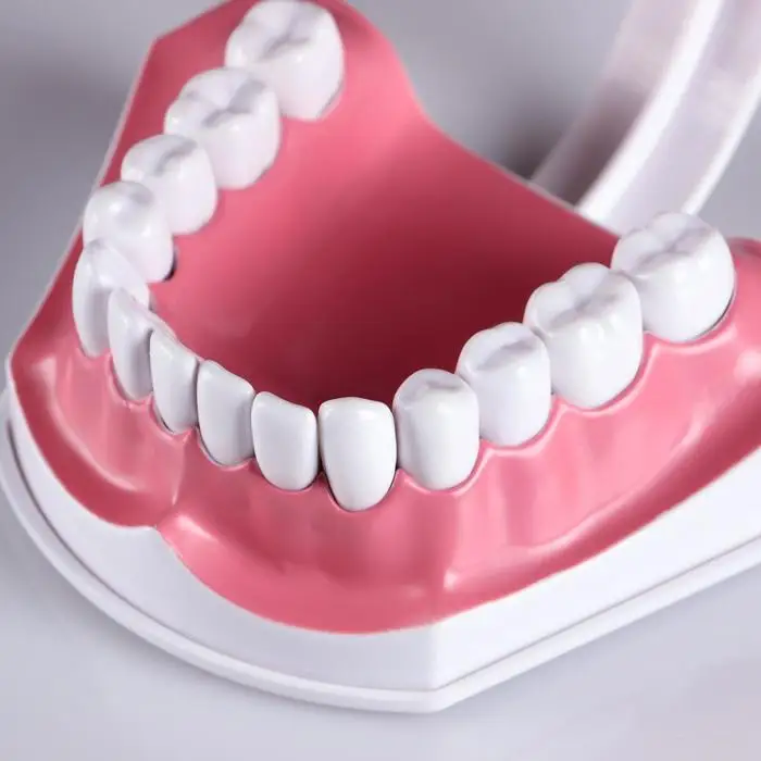 Макет 'Челюсти человека' 12*9см |