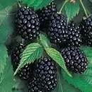 Raspberry Blackberry 20 шт. бесплатная доставка | Дом и сад