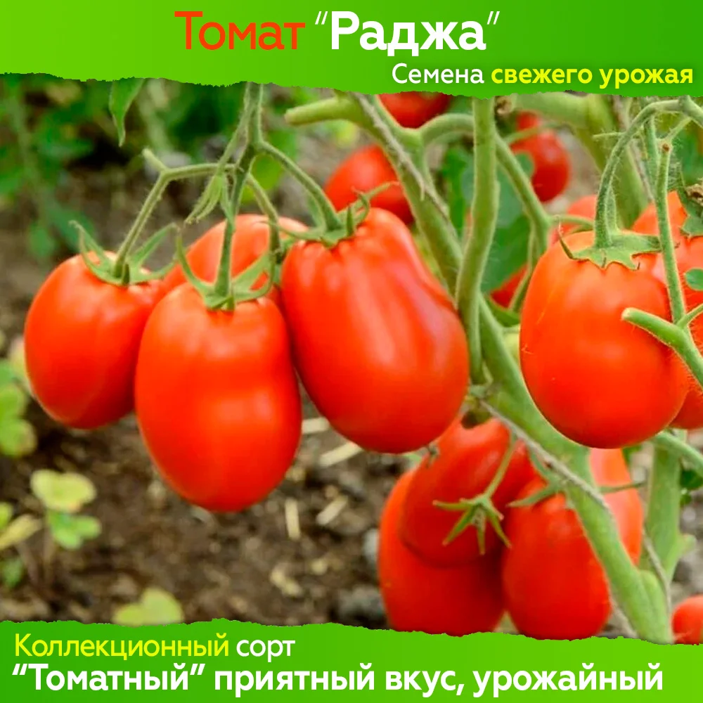 раджа томат описание. раджа описание. раджа томат описание. томат раджа. томат раджа фото.