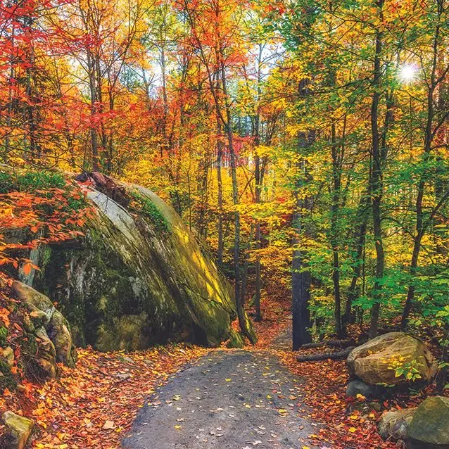 

Curtain Path through a Rocky Forest Sun Shining Autumn Day Woodland Nature Landscape Green Orange View Printed
