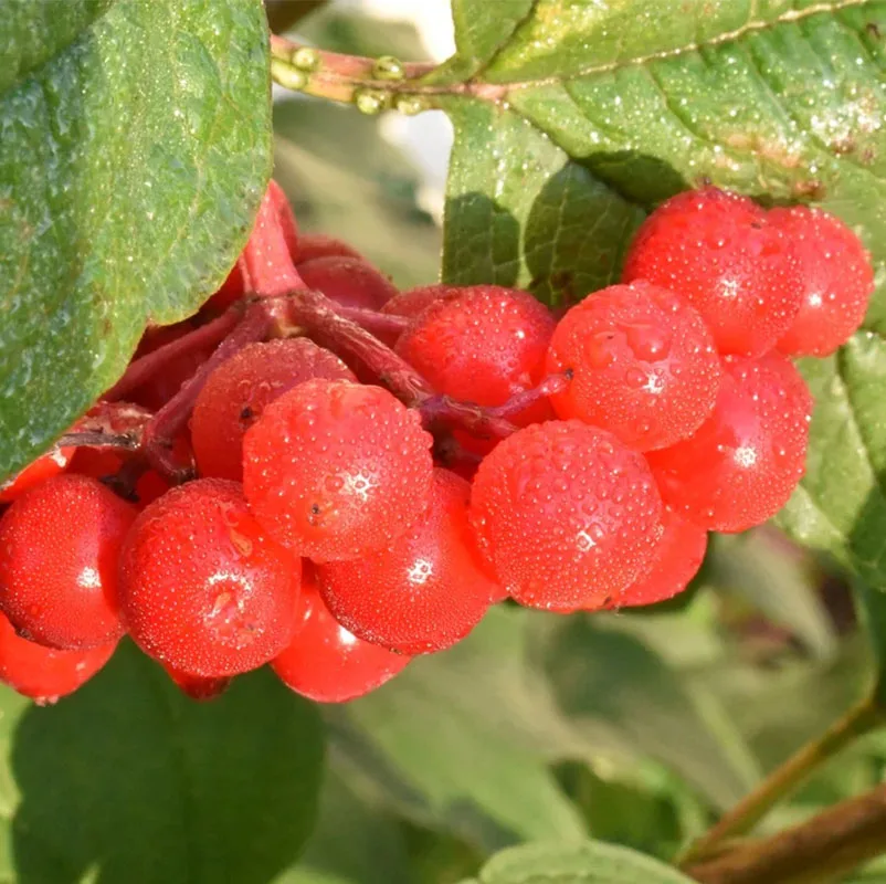 Калина ичанская (Viburnum ichangense) - Свежие семена 20 шт + подарок | Дом и сад
