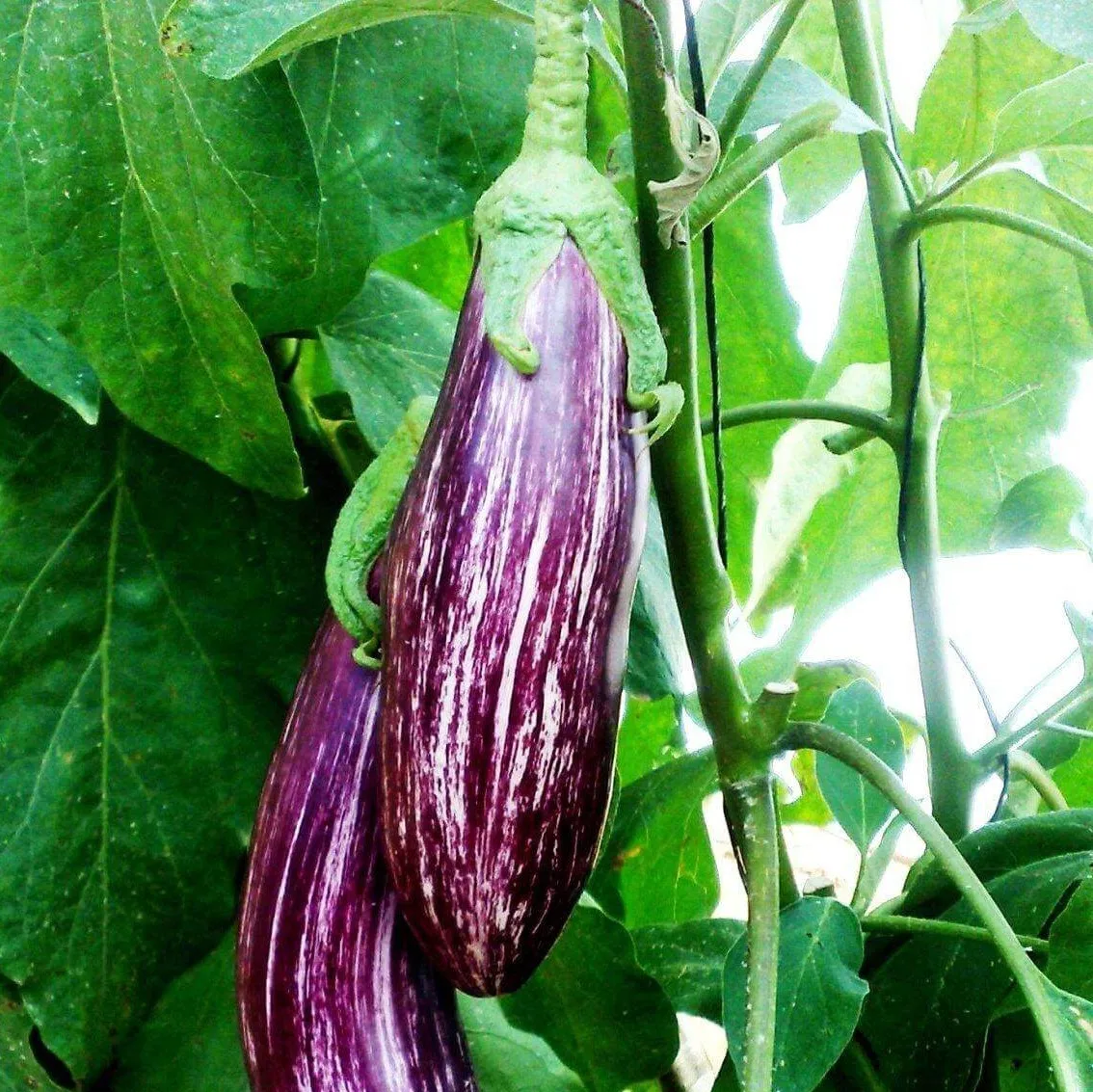 Купить Семена Баклажана Матросик