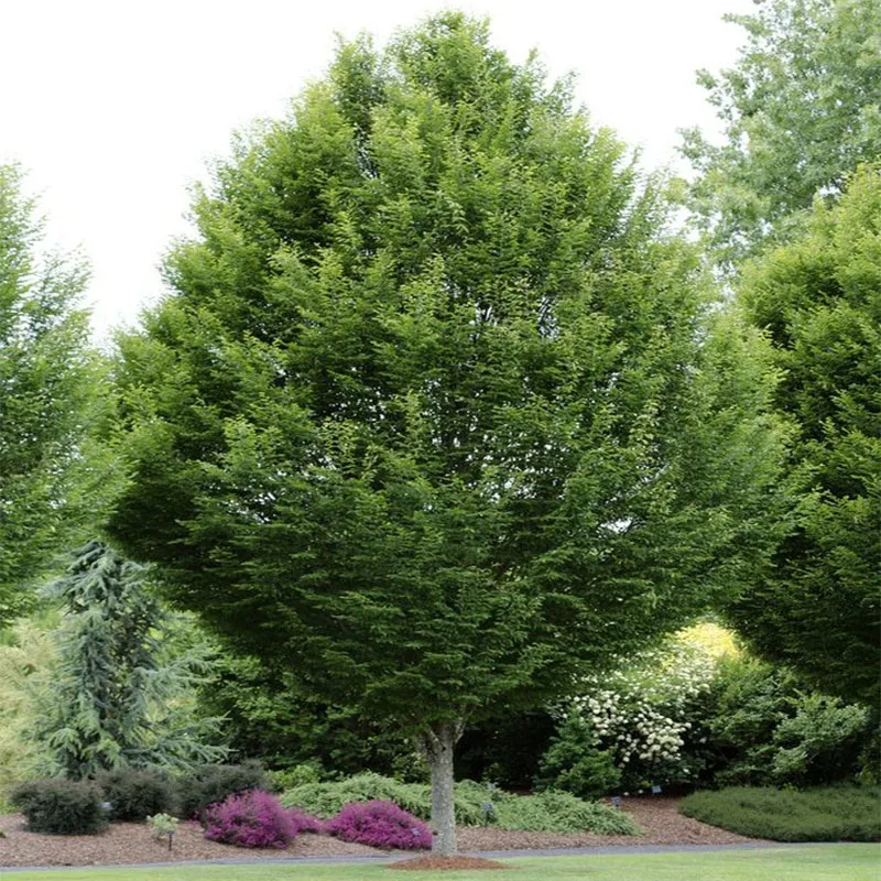 Граб Европейский Carpinus betulus - Семена 25шт + подарок | Дом и сад