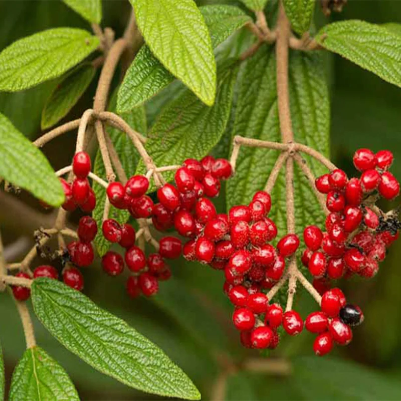 Калина Морщинолистная Viburnum rhytidophyllum 15шт + подарочные семена | Дом и сад