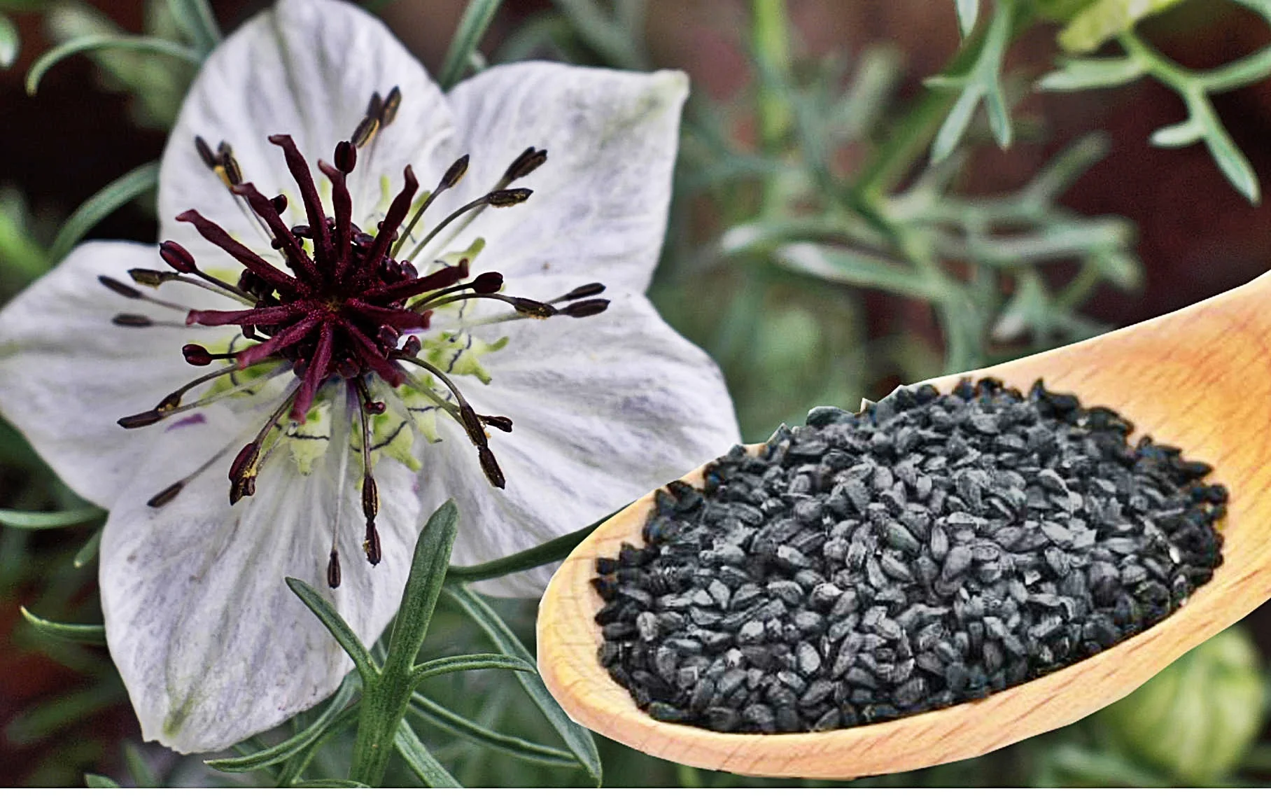 

Black Cumin 1 KG 1. Quality