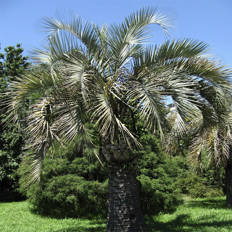 Бутия Головчатая ( лат. Butia Capitata ) Семена 5шт + подарочные семена|Семена| |