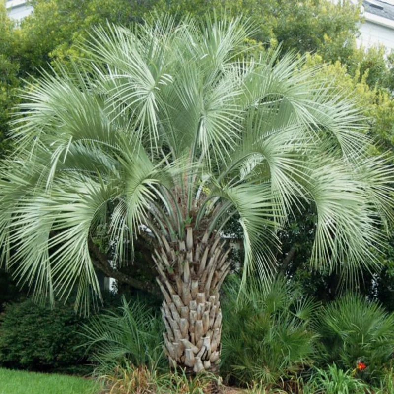 Бутия Головчатая ( лат. Butia Capitata ) Семена 5шт + подарочные семена|Семена| |