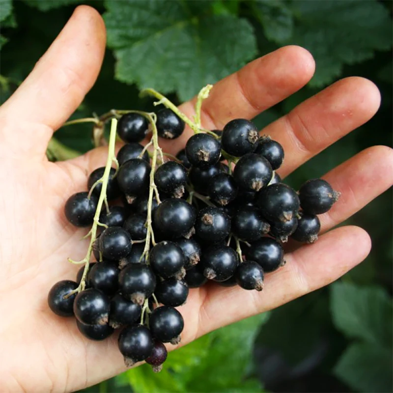 астрахань смородина. клуссоновская черная смородина. смородина чёрная изюмная. смородина иглистая. смородина селеченская куст.