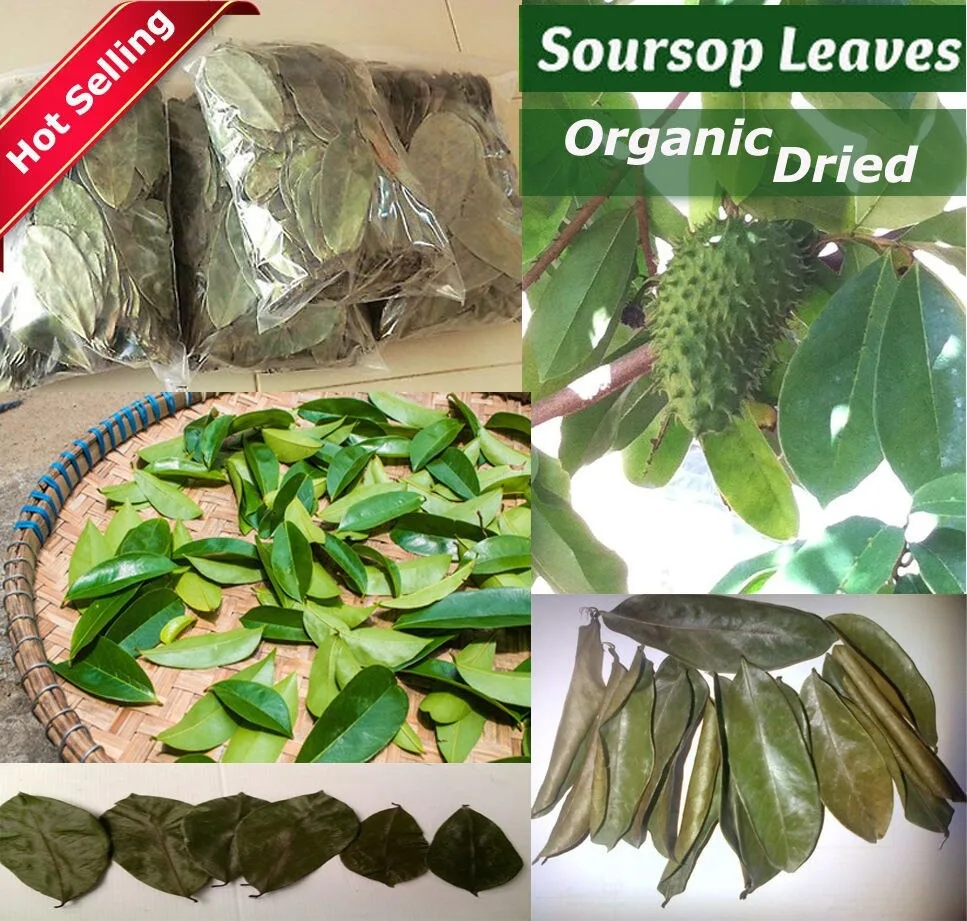 Цейлонские сушеные листья соусника 100% органический кислый чай гуанабана