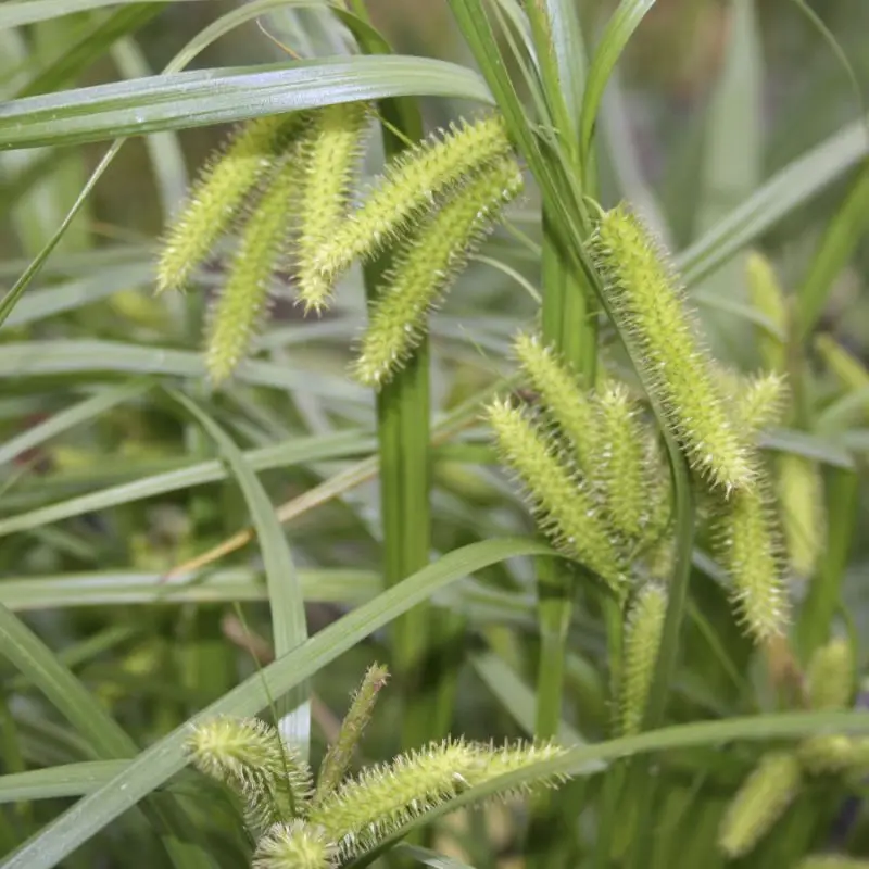 Осока власовидная bronze curls. Carex chordorrhiza. Осока амазон мист. Семена осоки. Осока волосистая микрофото стебля.