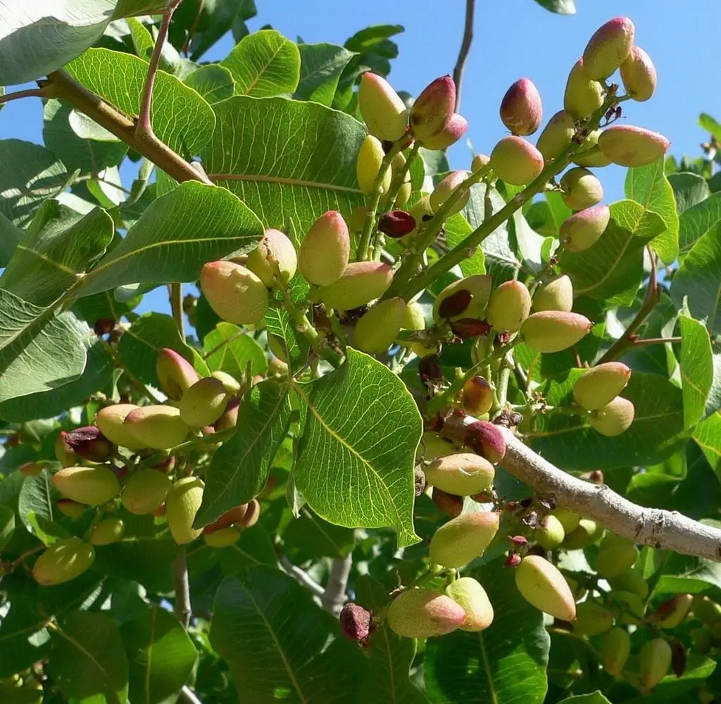 Фисташка высокогорная ( Pistacia vera )10 шт + подарочные семена|Семена| |
