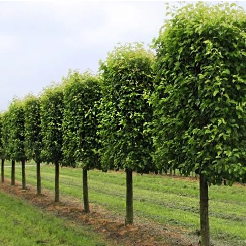 Граб Европейский Carpinus betulus - Семена 25шт + подарок | Дом и сад