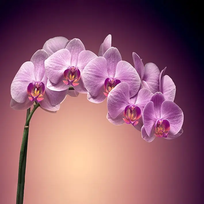 Занавеска для душа пурпурные орхидеи фиолетовые сиреневые свежие цветы цветение
