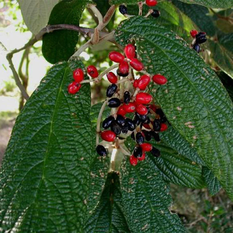 Калина Морщинолистная Viburnum rhytidophyllum 15шт + подарочные семена | Дом и сад